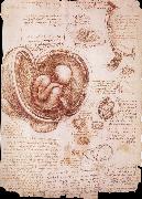 LEONARDO da Vinci The embryo in the Uterus oil on canvas